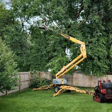 Reliable Riverdale Park, CA Tree Care Services Solutions