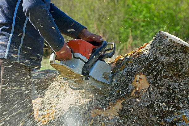 Leaf Removal in Riverdale Park, CA